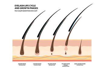 Hair Growth Cycle